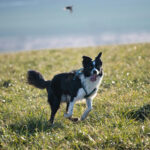 harnais chiens
