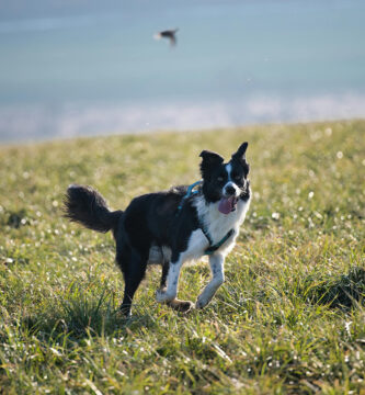 harnais chiens