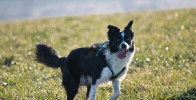 harnais chiens