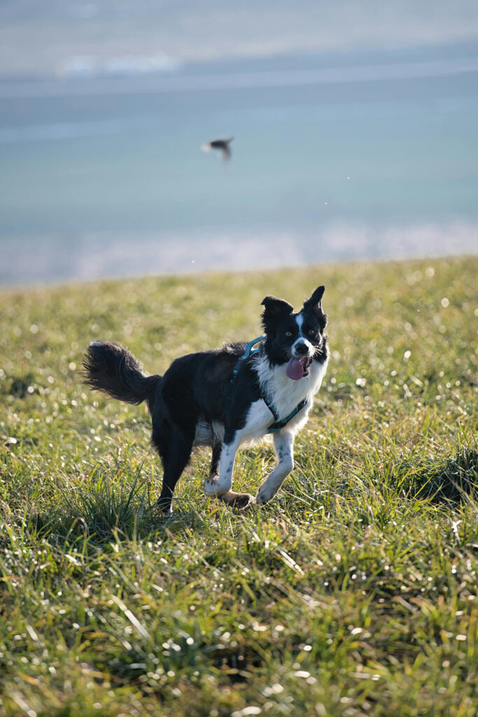 harnais chiens